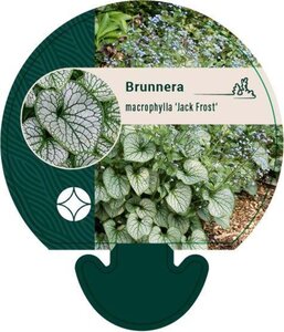 Brunnera macr. 'Jack Frost' geen maat specificatie 0,55L/P9cm - afbeelding 4