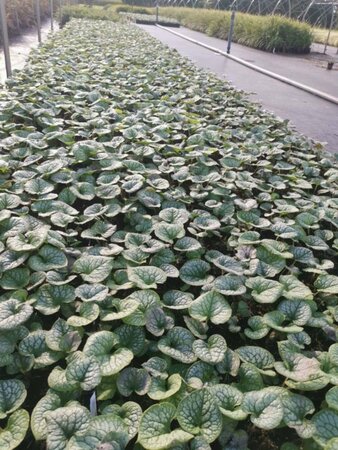 Brunnera macr. 'Jack Frost' geen maat specificatie 0,55L/P9cm - afbeelding 6