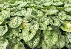 Brunnera macr. 'Jack Frost' geen maat specificatie 0,55L/P9cm - afbeelding 2