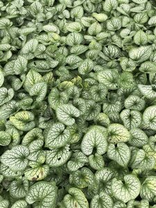 Brunnera macr. 'Jack Frost' geen maat specificatie 0,55L/P9cm - afbeelding 3