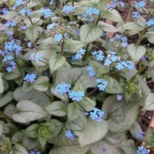 Brunnera macr. 'Looking Glass' geen maat specificatie 0,55L/P9cm - afbeelding 1