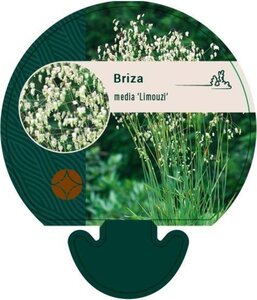 Briza media 'Limouzi' geen maat specificatie 0,55L/P9cm - afbeelding 3