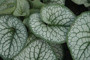 Brunnera macr. 'Sea Heart' geen maat specificatie 0,55L/P9cm - afbeelding 1