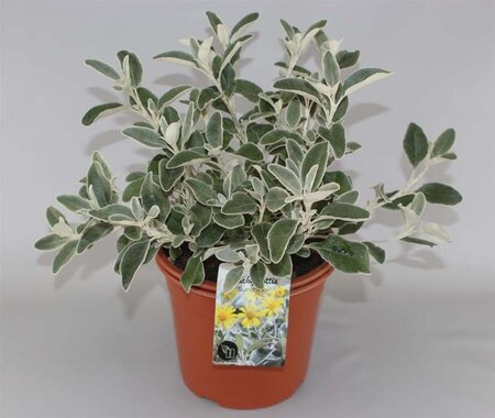 Brachyglottis 'Sunshine' geen maat specificatie cont. 10L - afbeelding 1