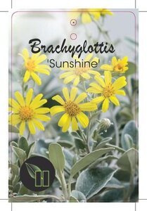 Brachyglottis 'Sunshine' geen maat specificatie cont. 10L - afbeelding 2