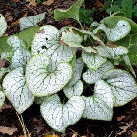 Brunnera macr. 'Silver Heart' geen maat specificatie 0,55L/P9cm - afbeelding 1