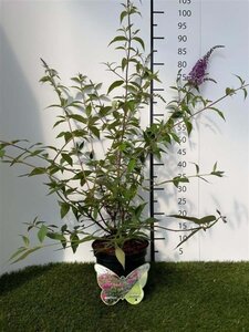 Buddleja 'ARGUS® Velvet' 40-60 cm cont. 3,0L