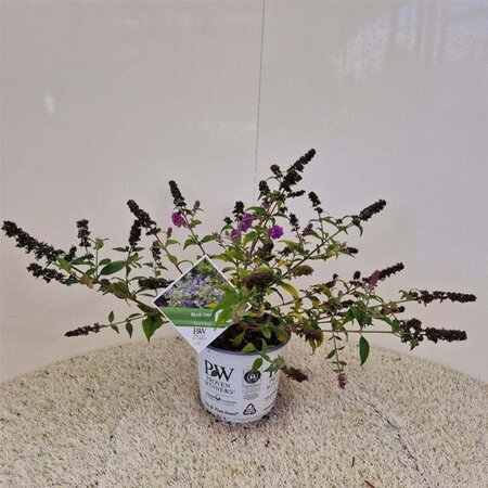 Buddleja 'Blue Chip' 30-40 cm cont. 3,0L - afbeelding 1