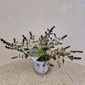 Buddleja 'Blue Chip' 30-40 cm cont. 3,0L - afbeelding 1