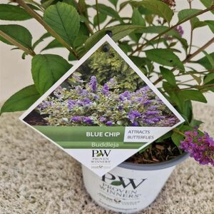 Buddleja 'Blue Chip' 30-40 cm cont. 3,0L - afbeelding 2