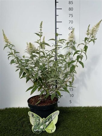 Buddleja Argus White 40-60 cm cont. 3,0L - afbeelding 3