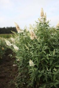 Buddleja Argus White 40-60 cm cont. 3,0L - afbeelding 1