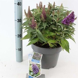 Buddleja d. B. Candy Little Lila 30-40 cm cont. 5,0L - afbeelding 2