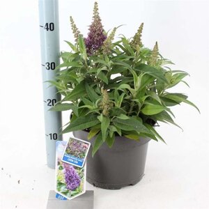 Buddleja d. B. Candy Little Lila 30-40 cm cont. 5,0L - afbeelding 3