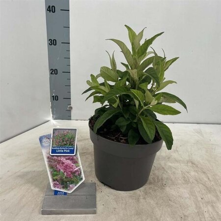 Buddleja d. B. Candy Little Pink 30-35 cm cont. 3,0L