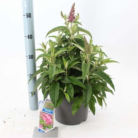 Buddleja d. B. Candy Little Pink 30-40 cm cont. 5,0L - afbeelding 2