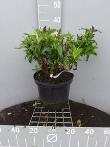 Buddleja d. B. Candy Little Pink 40-50 cm cont. 10L - afbeelding 2