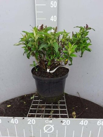 Buddleja d. B. Candy Little Pink 40-50 cm cont. 10L - afbeelding 1