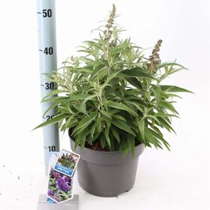 Buddleja d. B. Candy Little Purple 30-40 cm cont. 5,0L - afbeelding 3