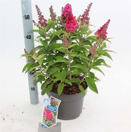 Buddleja d. B. Candy Little Ruby 30-40 cm cont. 5,0L - afbeelding 1