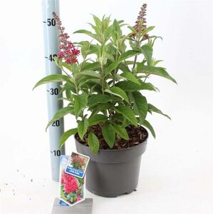 Buddleja d. B. Candy Little Ruby 30-40 cm cont. 5,0L - afbeelding 2