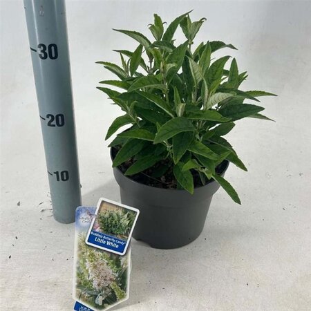 Buddleja d. B. Candy Little White 30-35 cm cont. 3,0L