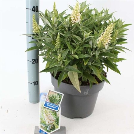 Buddleja d. B. Candy Little White 30-40 cm cont. 5,0L