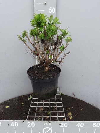 Buddleja d. B. Candy Little White 40-50 cm cont. 10L - afbeelding 2