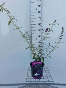 Buddleja d. 'Black Knight' 40-50 cm cont. 3,0L