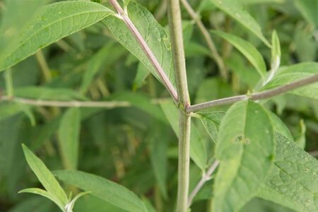 Buddleja d. 'Black Knight' geen maat specificatie cont. 3,0L - afbeelding 12