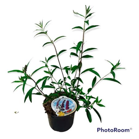 Buddleja d. 'Black Knight' geen maat specificatie cont. 3,0L - afbeelding 3