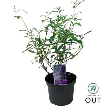 Buddleja d. 'Black Knight' geen maat specificatie cont. 3,0L - afbeelding 2