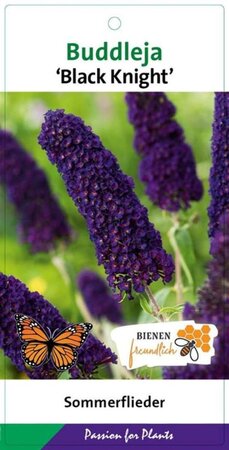 Buddleja d. 'Black Knight' geen maat specificatie cont. 3,0L - afbeelding 13