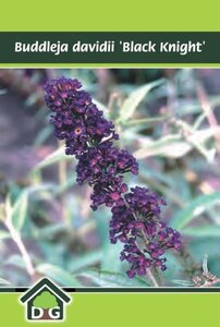 Buddleja d. 'Black Knight' geen maat specificatie cont. 3,0L - afbeelding 5