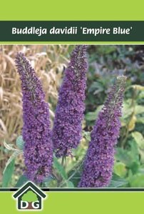 Buddleja d. 'Empire Blue' geen maat specificatie cont. 3,0L - afbeelding 6