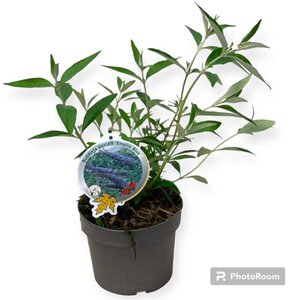 Buddleja d. 'Empire Blue' geen maat specificatie cont. 3,0L - afbeelding 11