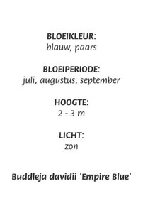 Buddleja d. 'Empire Blue' geen maat specificatie cont. 3,0L - afbeelding 5