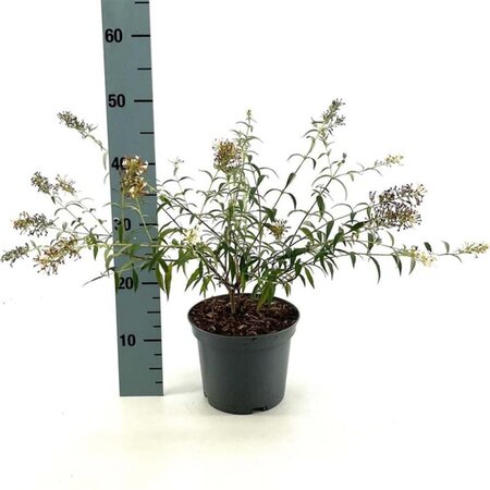 Buddleja Free Petite Snow White 30-40 cm cont. 3,0L - afbeelding 1