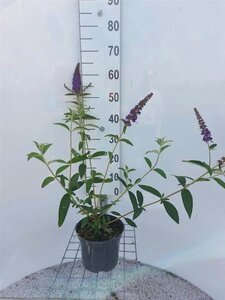 Buddleja d. 'Ile de France' 40-50 cm cont. 3,0L