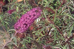 Buddleja d. 'Nanho Blue' geen maat specificatie cont. 3,0L - afbeelding 2