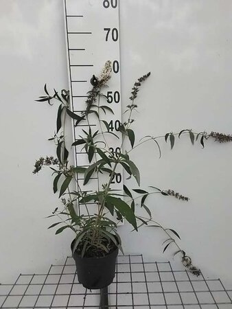 Buddleja d. 'Nanho White' geen maat specificatie cont. 2,0L - afbeelding 1