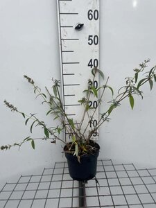 Buddleja d. 'Nanho White' geen maat specificatie cont. 2,0L - afbeelding 2