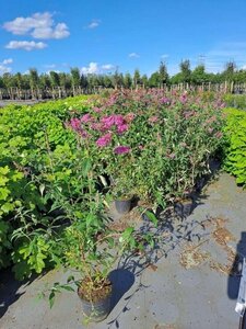 Buddleja d. 'Pink Delight' 60-80 cm cont. 7,5L - afbeelding 1