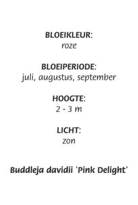 Buddleja d. 'Pink Delight' geen maat specificatie cont. 3,0L - afbeelding 1