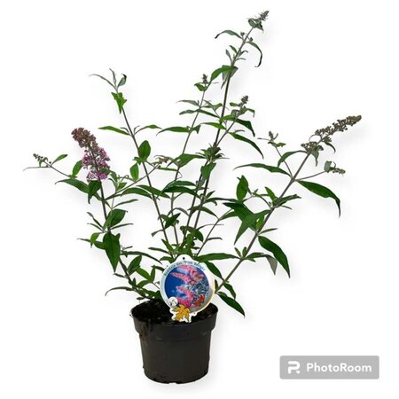 Buddleja d. 'Pink Delight' geen maat specificatie cont. 3,0L - afbeelding 5