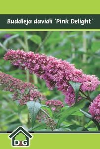 Buddleja d. 'Pink Delight' geen maat specificatie cont. 3,0L - afbeelding 2