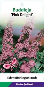 Buddleja d. 'Pink Delight' geen maat specificatie cont. 3,0L - afbeelding 6