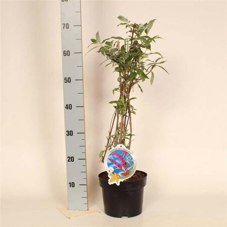 Buddleja d. 'Royal Red' 50-60 cm cont. 3,0L - afbeelding 1