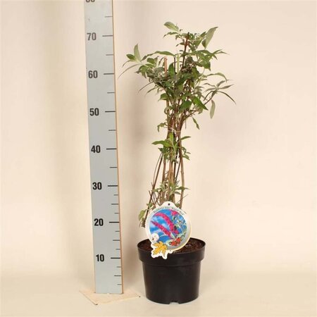 Buddleja d. 'Royal Red' 50-60 cm cont. 3,0L - afbeelding 3