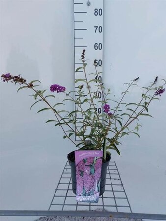 Buddleja d. 'Royal Red' 50-60 cm cont. 3,0L - afbeelding 2